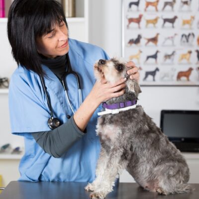 How Often Should Pets Get Dewormed? The Answer Might Surprise You