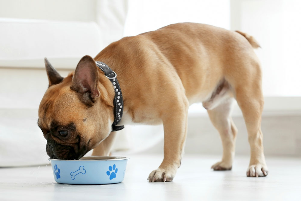 Common Signs of Food Allergies in Dogs