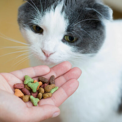 5 Store-bought Healthy Cat Treat Brands for Felines