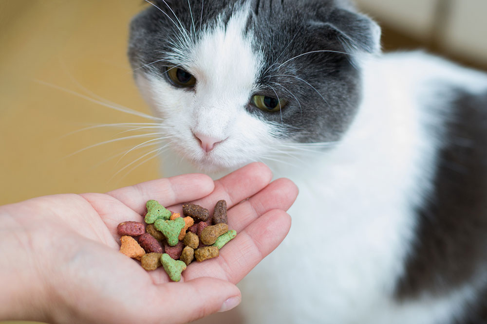 5 Store-bought Healthy Cat Treat Brands for Felines