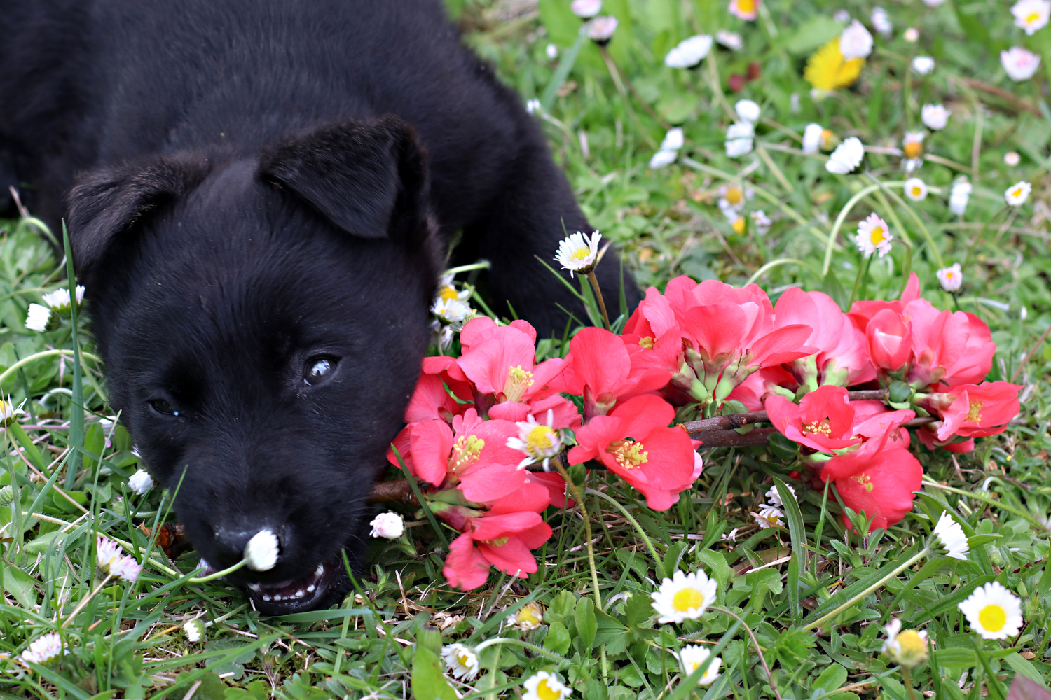 10 Ways Dogs Try to Communicate